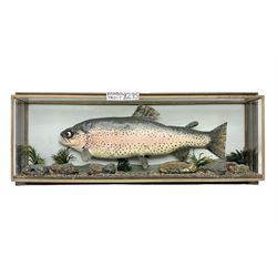 Taxidermy: Rainbow trout (Oncorchynchus mykiss), skin mount set above a pebbled river bed with reeds and grasses, set against blue painted back drop, H34cm, L88cm