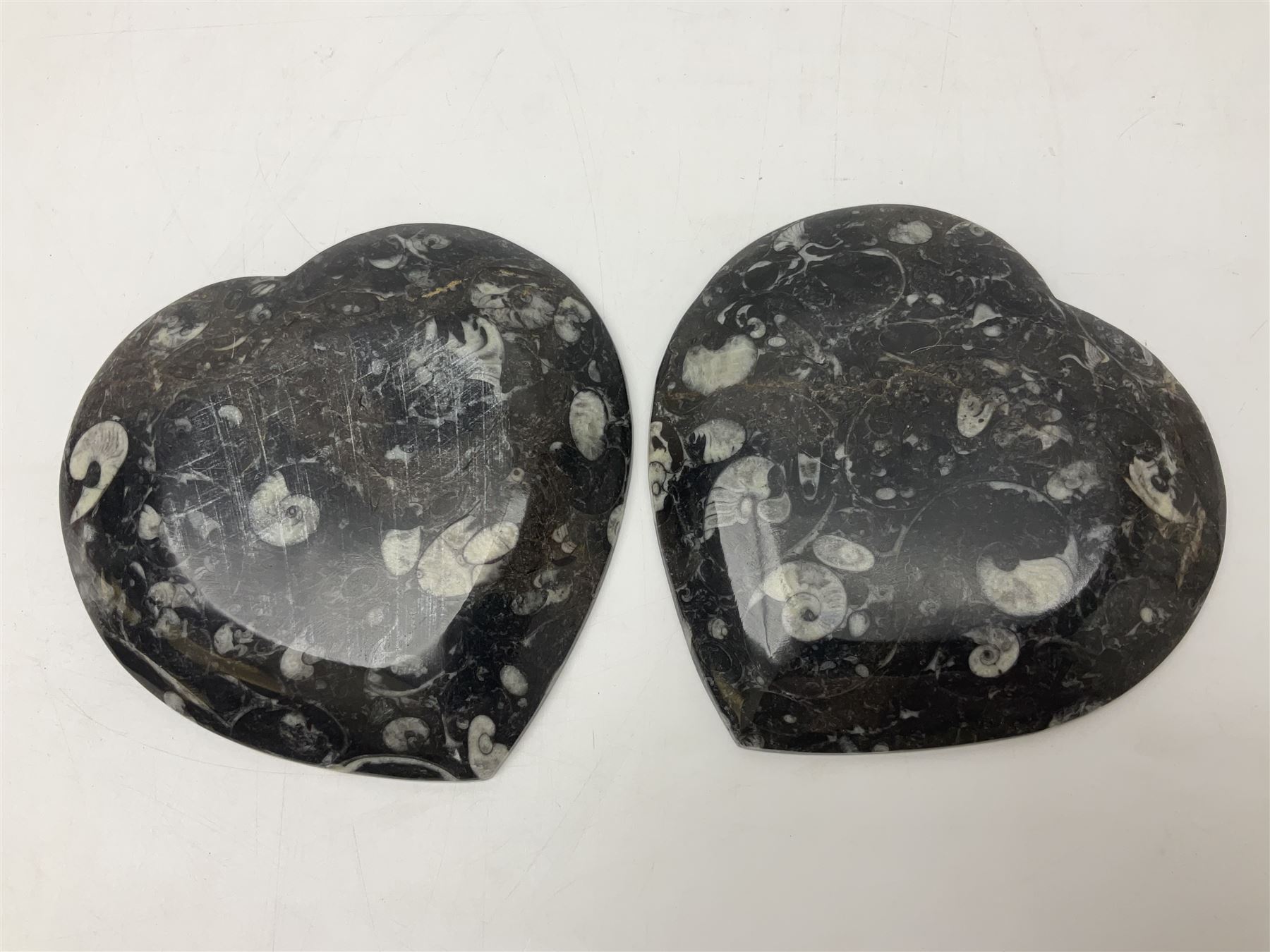 Pair of dishes in the form of hearts with a raised Goniatite to the centre and Orthoceras and Goniatite inclusions, age: Devonian period, location: Morocco, D16cm