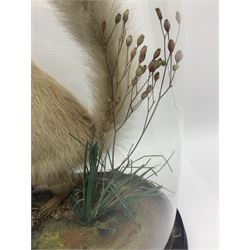 Taxidermy: Victorian cased Red Squirrel (Sciurus vulgaris), full mount adult, upon a tree branch with a naturalistic ground, enclosed beneath a period oval glass dome with ebonised base, raised upon four bun feet, H36cm 