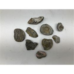 Various shells to include mother of pearl open mollusk shells, Queen Conch (Strombus Gigas), other smaller conch, fossils and other shells in two boxes