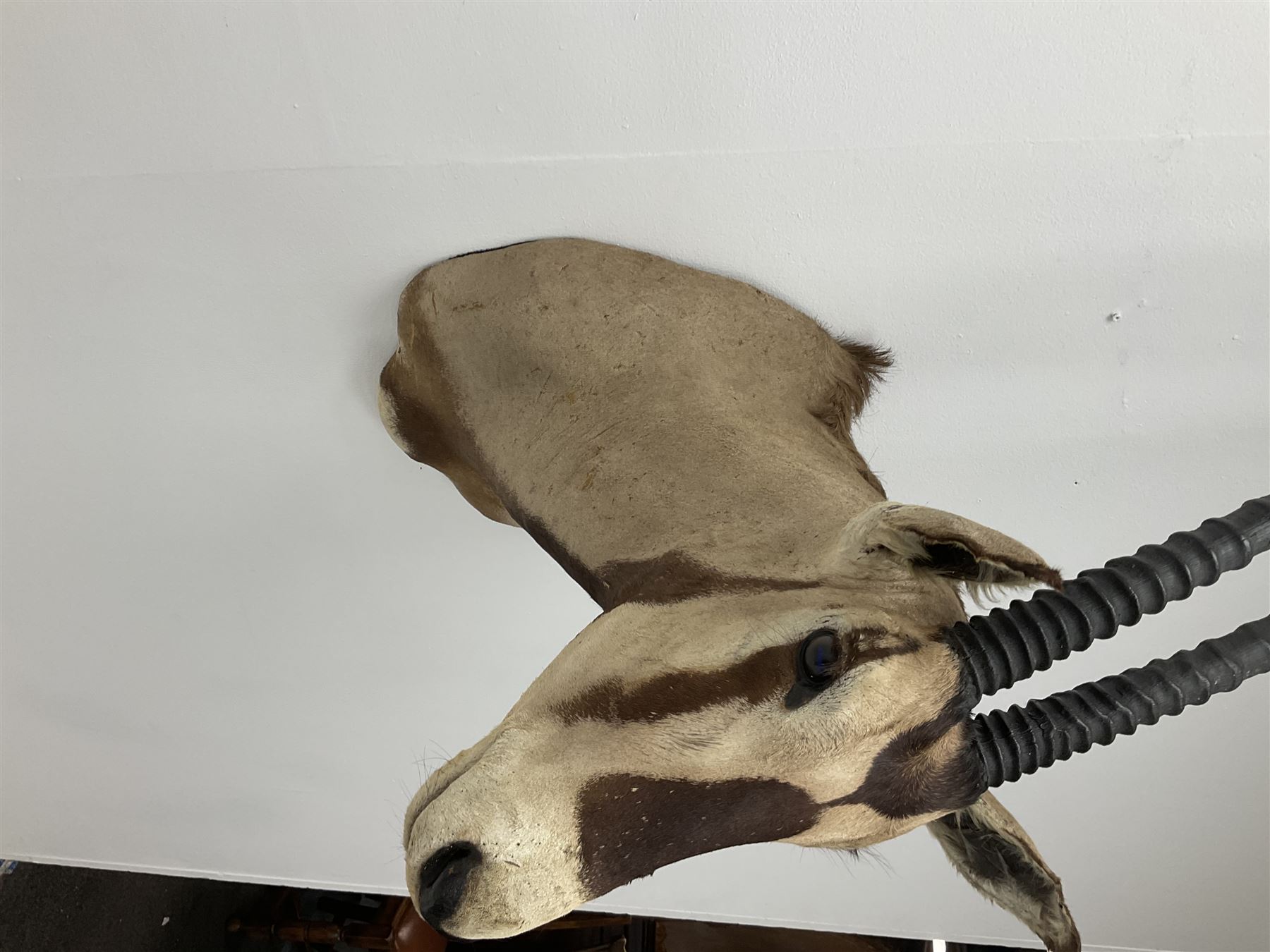 Taxidermy: Beisa Oryx (Oryx beisa beisa), adult male shoulder mount looking straight ahead, approximately H120cm