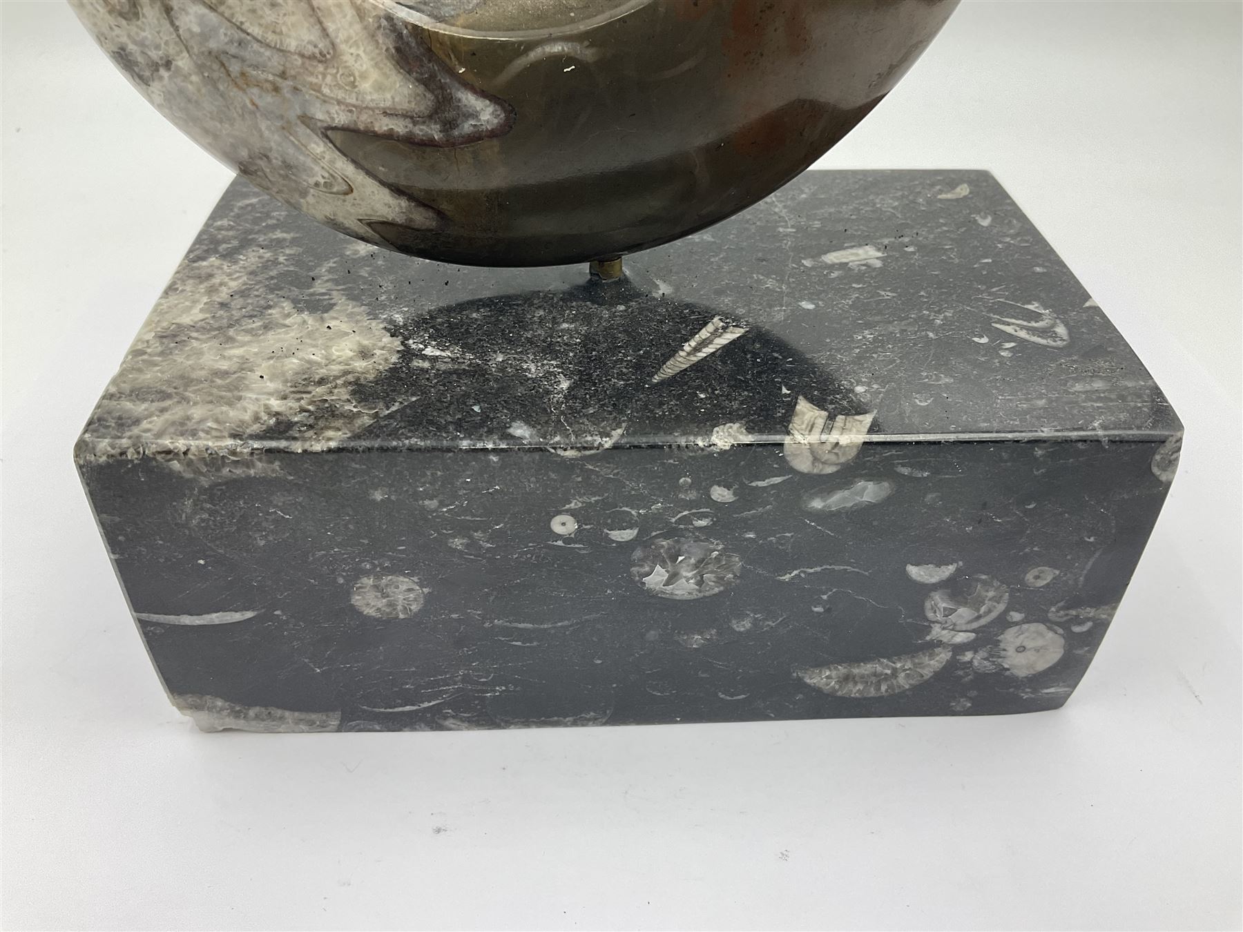 Goninite sculpture, poslised goninite, mounted upon a rectangular marble base with with orthoceras and goniatite inclusions, age: Devonian period, location: Morocco, H20cm