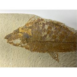 Three fossilised fish (Knightia alta) each in an individual matrix, age; Eocene period, location; Green River Formation, Wyoming, USA, largest matrix H9cm, L15cm