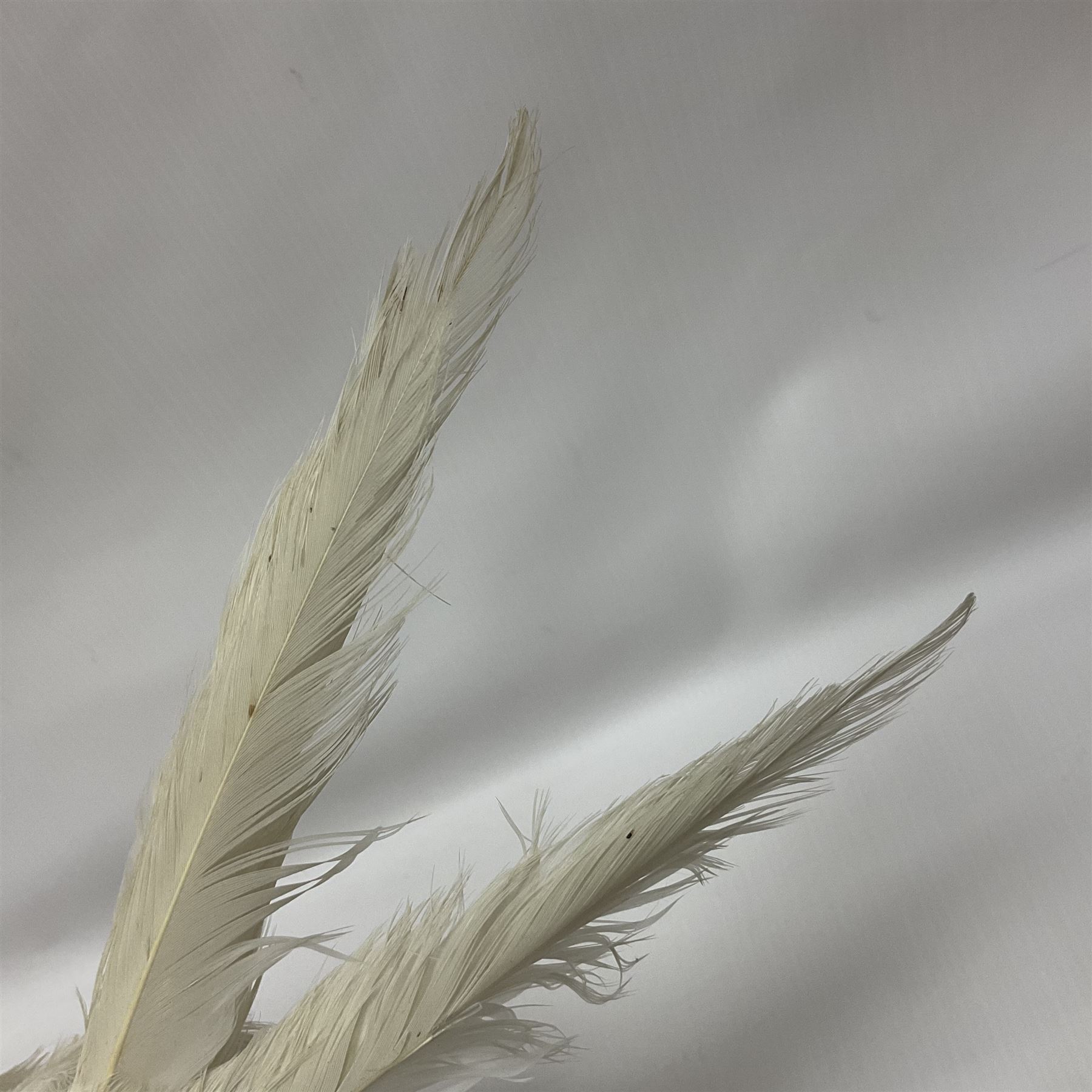 Taxidermy; pair of Common Pheasants (Phasianus Colchicus), white cock and hen adult mounts, upon a wooden base, H51cm  