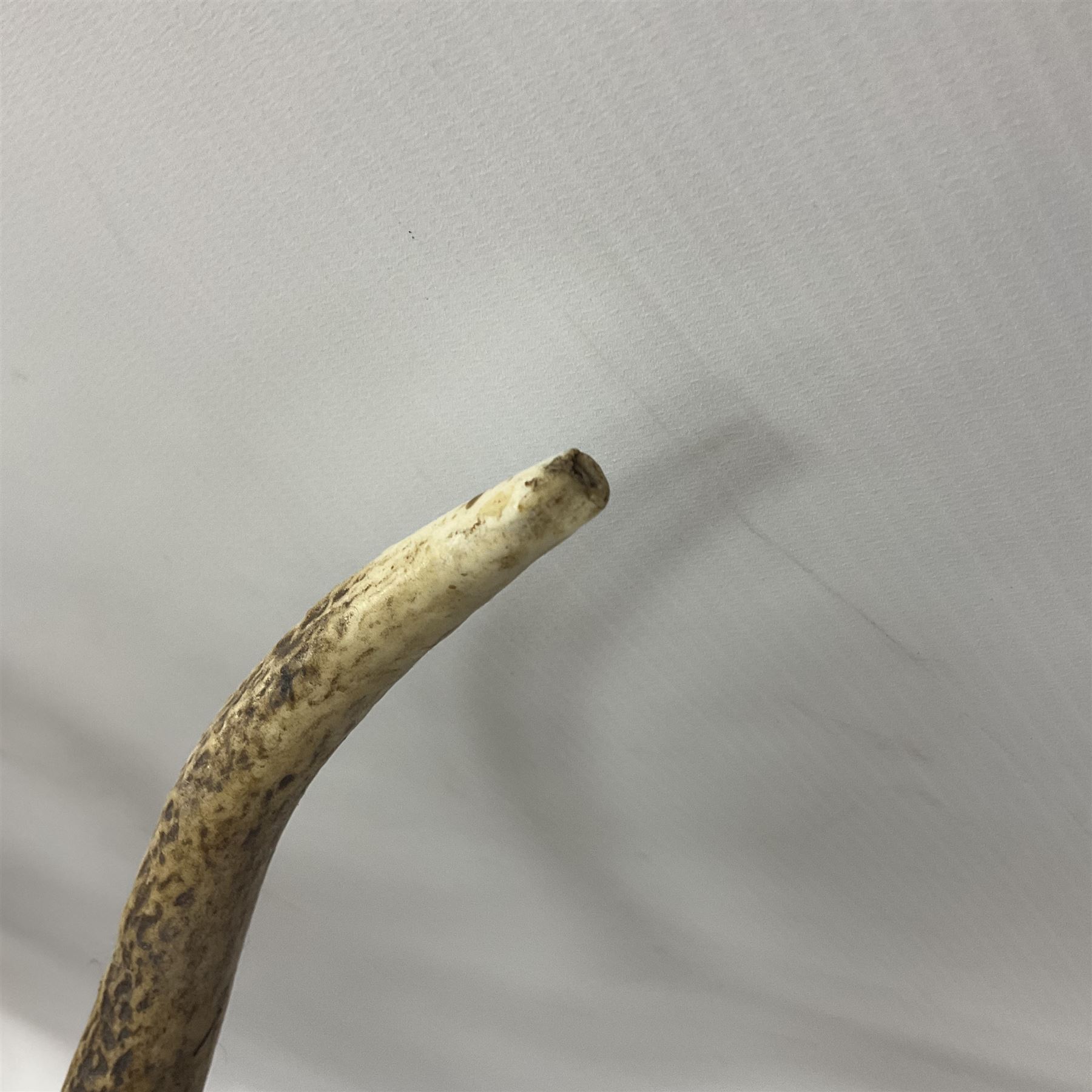 Taxidermy: Red Deer (Cervus elaphus), adult male imperial stag shoulder mount looking straight ahead, eleven point antlers, mounted upon a shaped wooden shield, D65cm