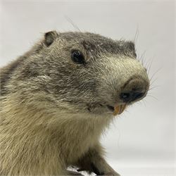 Taxidermy: Alpine Marmot (Marmota marmota), full adult mount stood upon a wooden base, H29cm 