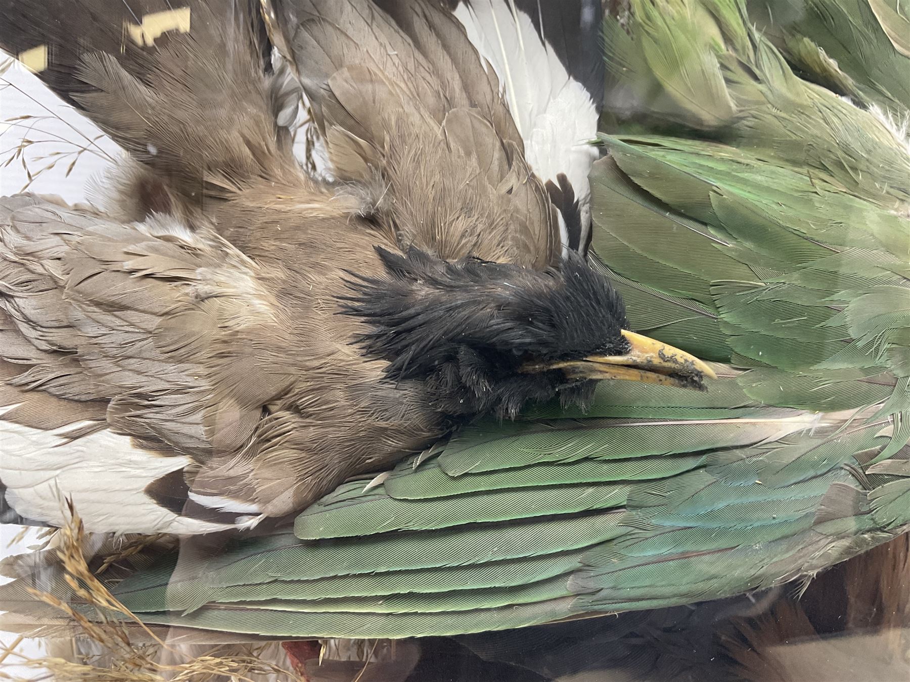 Taxidermy; large Victorian domed taxidermy diorama study of birds, with seventeen specimens including Ring Necked Parakeet, Blue Winged Warbler and Blackbird, the glass dome upon an ebonised wooden base, H77cm, W44cm
