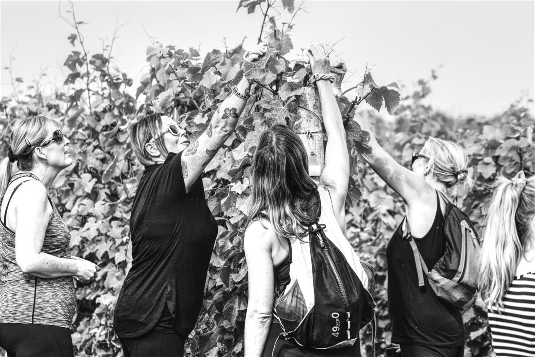 Tour for Two & Cream Tea at Ryedale Vineyards.

​Ryedale Vineyards offer an informal, humorous and informative guided tour and tasting, which starts with a walk of the vines and vineyard, followed by a visit to the winery and a sampling of their signature wines and ciders with local cheeses.

You’ll also be able to enjoy a delicious cream tea prior to your tour, giving you a chance to really soak up the atmosphere and make the most of your time there. 

Generously donated by Ryedale Vineyards.
