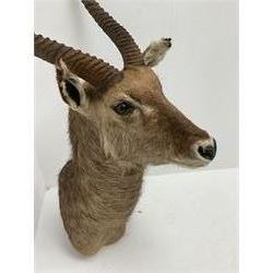 Taxidermy: East African Ellipsen Waterbuck (Kobus ellipsiprymnus), adult male shoulder mount looking straight ahead, approximately H120cm