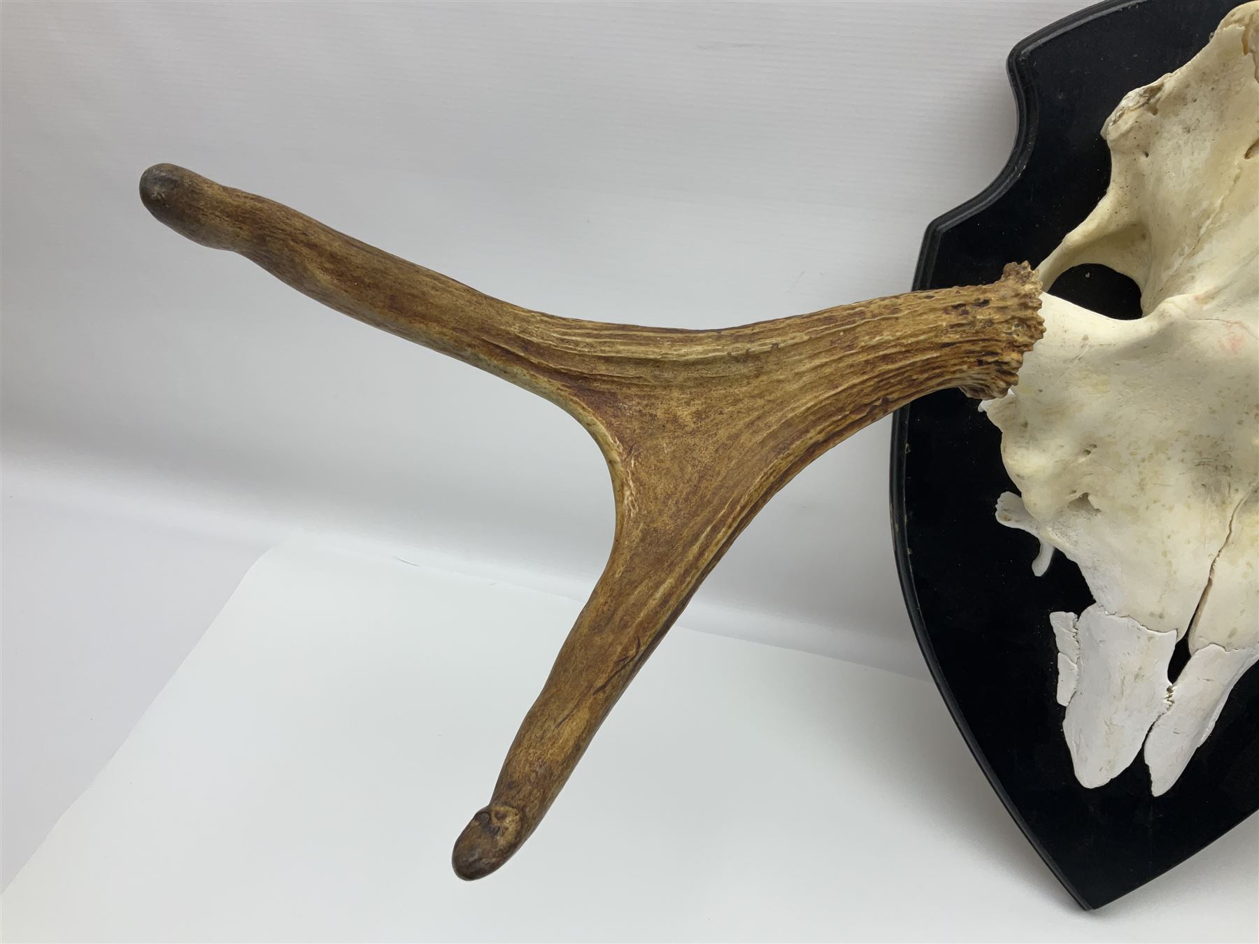 Antlers/Horns: Pair of European Moose (Alces alces) horns with upper skull, mounter upon a wooden shield, H45cm