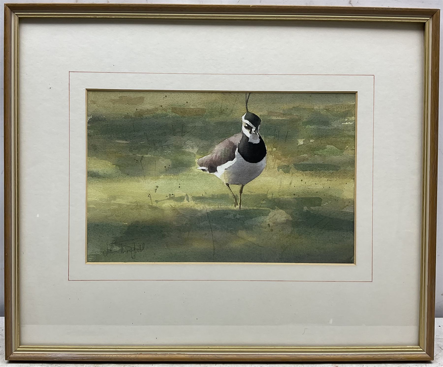 John Threlfall (British 1958-): Lapwing, watercolour signed 20cm x 32cm