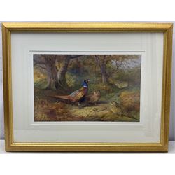 After Archibald Thorburn (British 1860-1935): Pheasants and Red Grouse, pair contemporary limited edition prints 31cm x 49cm (2)