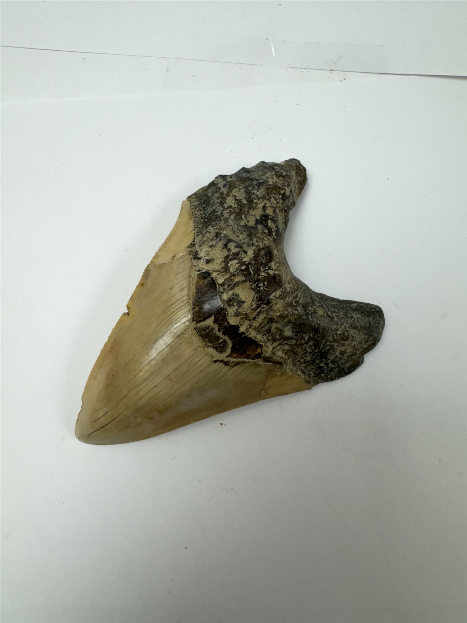 Large Megalodon (Otodus Megalodon) tooth fossil, with fine serrations, age; Miocene period location; Java, Indonisia, H13cm, W9cm 
Notes; Believed to have grown as large as 18 metres, the Megalodon was the largest shark and one of the most dominant marine predators ever to have existed. It roamed the ancient seas for around 20 million years until their extinction around 3.6 million years ago. Megalodon teeth vary in colour and ton. influenced and coloured over the millennia by the conditions in which they are preserved
