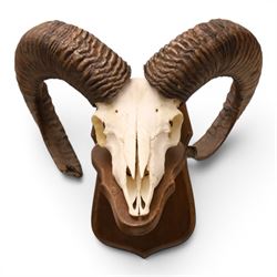 Antlers/Horns - European Mouflon (Ovis aries musimon), set of adult Mouflon ram horns on u...