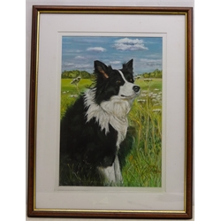  Portrait of a Sheepdog, pastel signed by Jenny Morgan (British 20th century) 47cm x 31cm  
