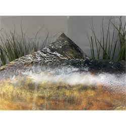 Taxidermy; Cased Mirror Carp (Cyprinus carpio carpio) a large preserved skin mount 
in a naturalistic setting set against blue painted back drop, enclosed within a glass bow fronted case, the interior bearing a label 'Carp Redmire Lake 12 lb 4 oz Oct 67' H42 cm W87 cm D27 cm