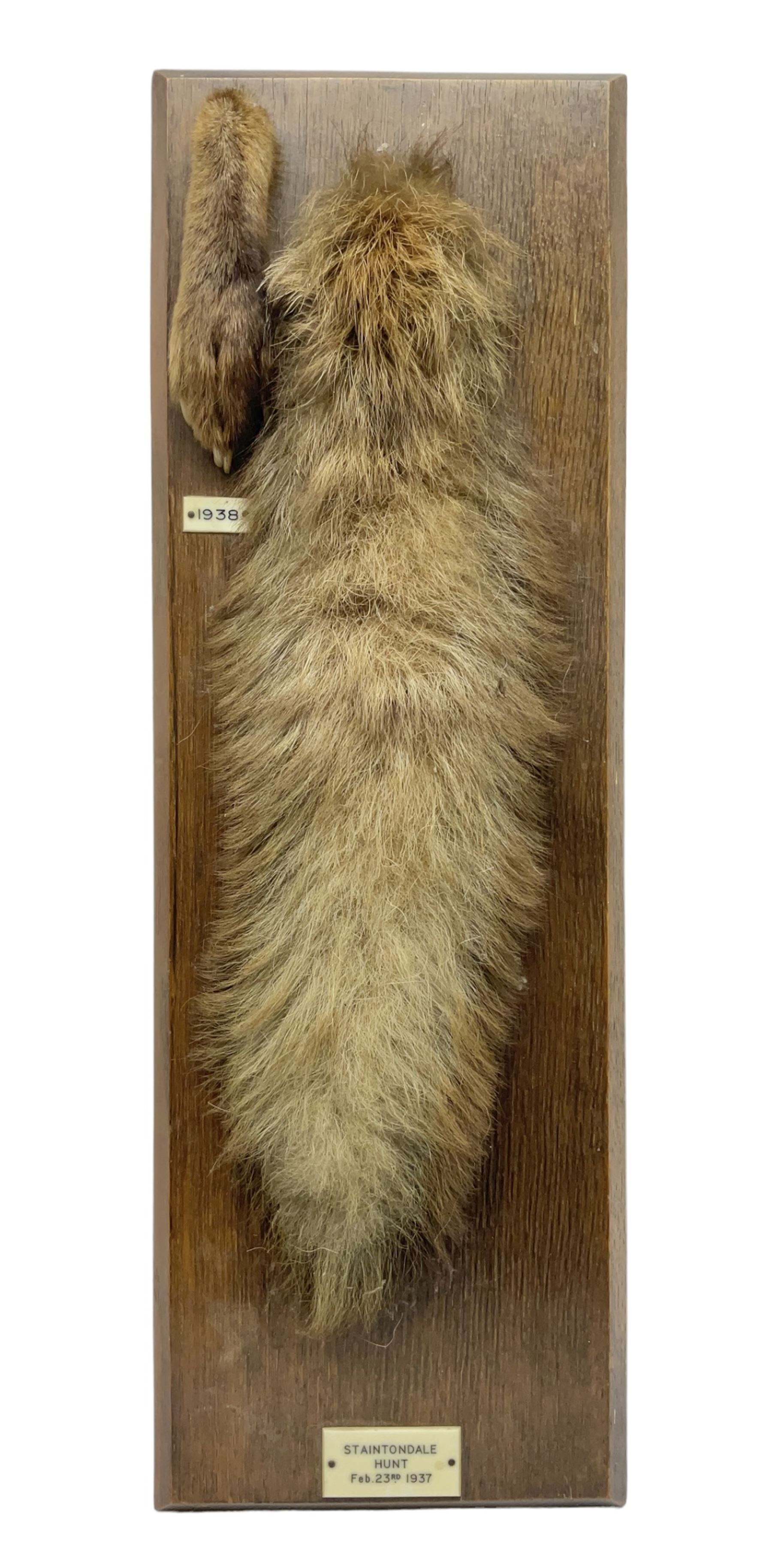 Taxidermy; Red fox (Vulpes Vulpes) tail and paw upon a oak plaque marked 'Staintondale Hunt Feb 23rd 1937', H52cm 
