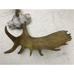 Antlers/Horns:Set of European Moose Antlers (Alces alces), a large set of adult bull Moose antlers on upper skull, widest span 114cm