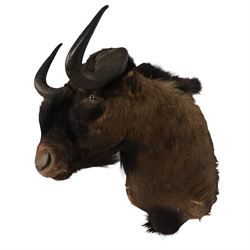 Taxidermy: Black Wildebeest (Connochaetes Gnou), adult male shoulder mount, with head turn...