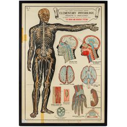 Complete set of eight 'AL Educational Series Elementary Physiology Hygiene and Ambulance' medical posters by Robert R Holding (Zoological and Anatomical artist), published by E J Arnold & Son Ltd of Leeds, Glasgow and Belfast, all framed