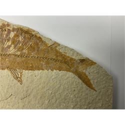 Three fossilised fish (Knightia alta) each in an individual matrix, age; Eocene period, location; Green River Formation, Wyoming, USA, largest matrix H9cm, L15cm