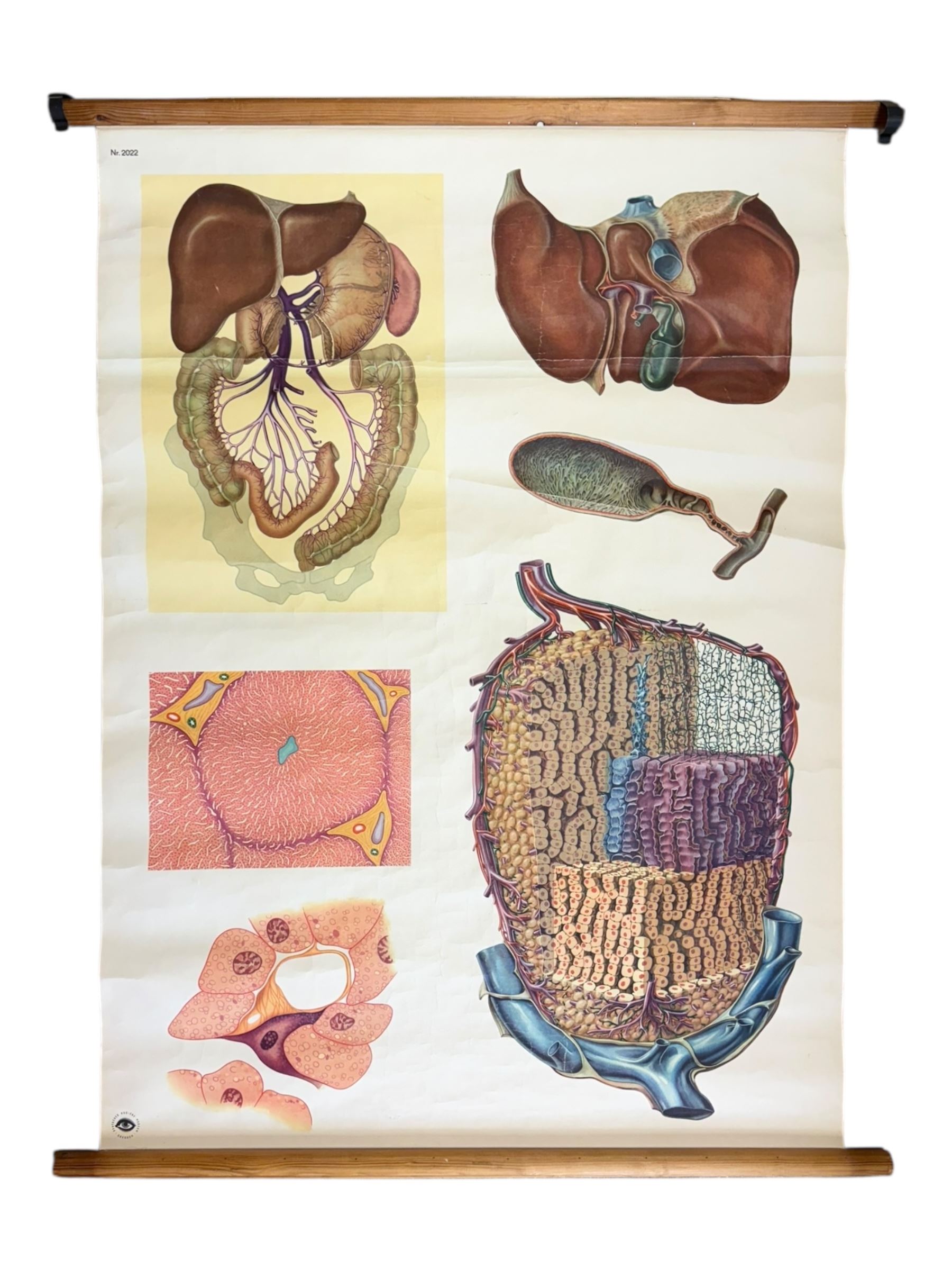 German medical poster, marked Deutsches Hygiene, W94cm 