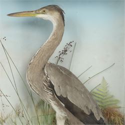 Taxidermy: Grey heron (Ardea cinerea), full adult mount, within a naturalistic setting of reeds and grasses, against blue painted backdrop, enclosed within a glass display case, H83cm