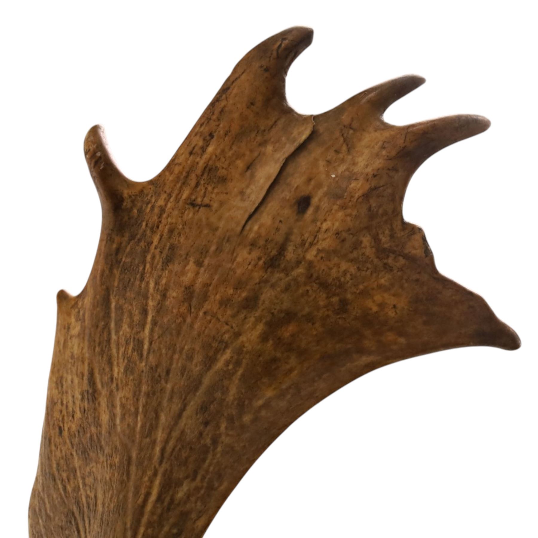 Antlers/Horns - pair of Fallow deer (Dama dama) antlers, mounted on wooden shield, with Arundel Park bone plaque, W81cm 