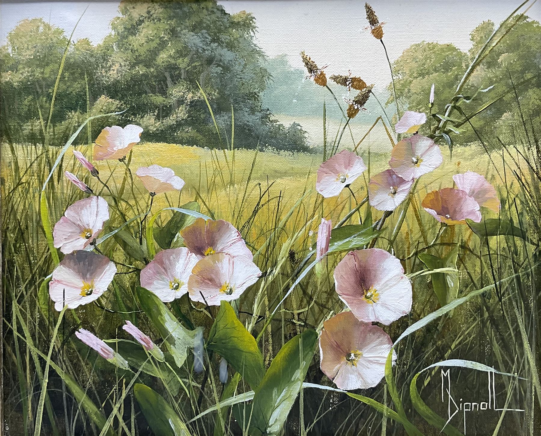 Mary Dipnall (British 1936-): 'Field Bindweed', oil on canvas signed, titled verso 23cm x 29cm 