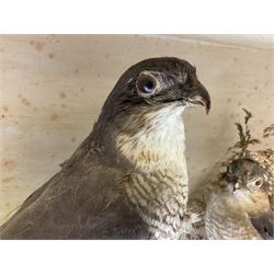 Taxidermy; Victorian cased pair of Sparrowhawks (Accipiter nisus), male and female full mounts, on a naturalistic setting, encased within an ebonised single pane display case, H40, W47cm, D19.5cm
