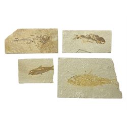 Four fossilised fish (Knightia alta) each in an individual matrix, age; Eocene period, location; Green River Formation, Wyoming, USA, largest matrix H9cm, L14cm
