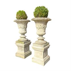 Pair of weathered composite stone campana urns on pedestals, the flared egg-and-dart rim over a tapering body with fruiting grapevine decoration in relief, over gadrooned underbelly, the rectangular pedestals moulded with floral garlands, planted