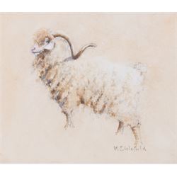 HC Schofield (British 20th Century): Sheep and Ram, two watercolours signed 10cm x 12cm (2)