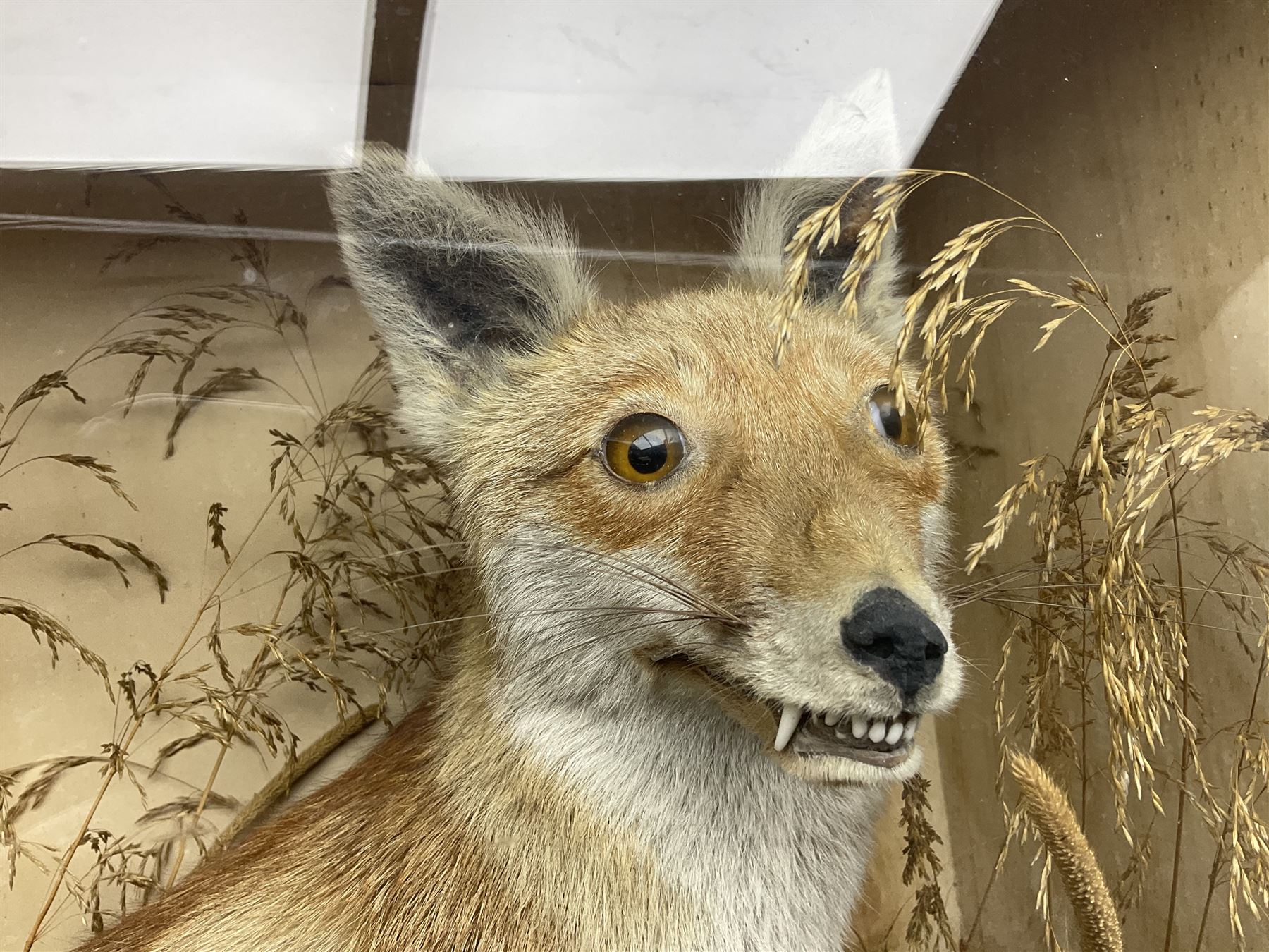Taxidermy: 19th century cased display Red Fox (Vulpes vulpes), full adult mount in seated position with tail curled in front, in a naturalistic setting, encased within a ebonised single pane display case, H64cm, L58cm