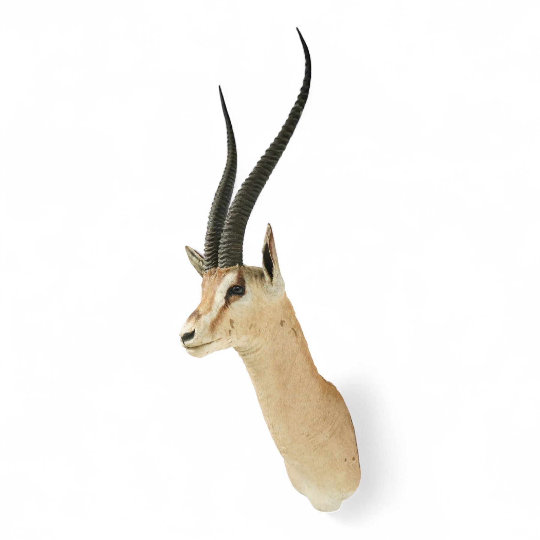 Taxidermy - Northern Grants Gazelle (Nanger notata), adult male shoulder mount looking straight ahead, H106cm