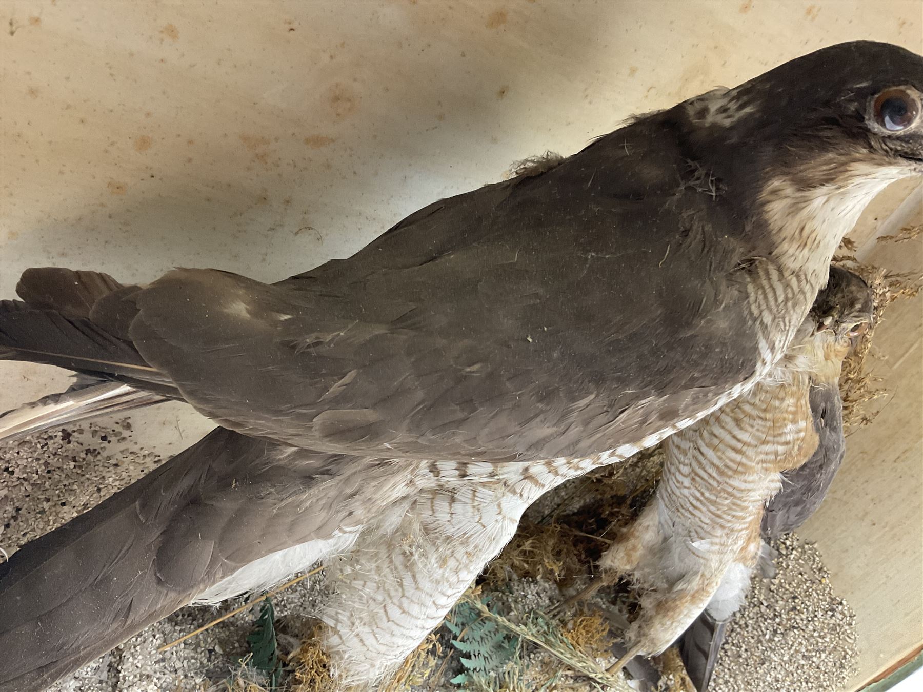 Taxidermy; Victorian cased pair of Sparrowhawks (Accipiter nisus), male and female full mounts, on a naturalistic setting, encased within an ebonised single pane display case, H40, W47cm, D19.5cm
