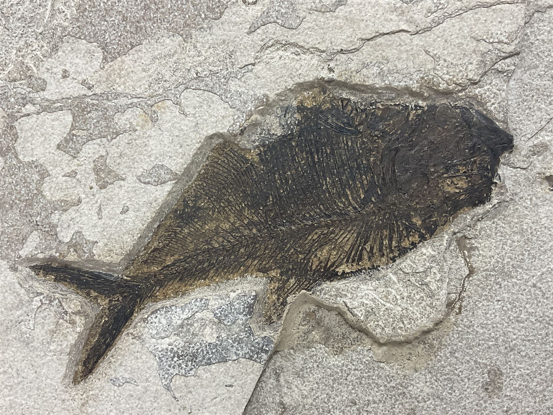 Fossilised fish group in a single matrix; freshwater fish presentation from the prehistoric system of three lakes known as the Green River Formation, featuring Priscacara, Phareodus testis, Diplomystus dentatus
 H59cm, L97cm