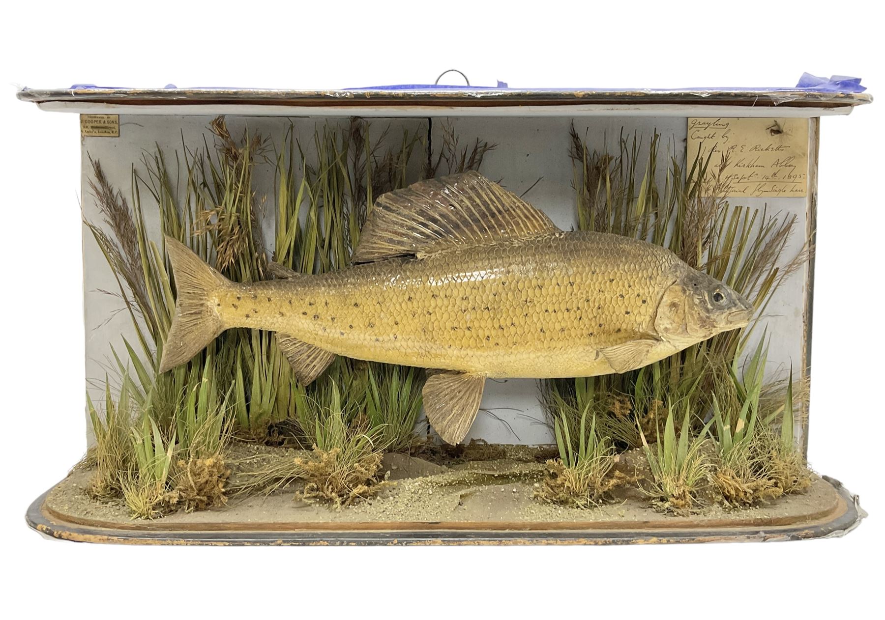 Taxidermy: Grayling (Thymallus thymallus), preserved by John Cooper & Sons, 28 Radnor Street, St Luke's, London, skin mount set above a pebbled river bed with reeds and grasses, set against blue painted back drop, with inscription 'Grayling caught by Rev R.S. Ricketts at Kirkham Bridge Sept 14th 1895, artificial fly - single hair' L57cm H29cm 