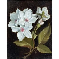 Susie Philipps (British Contemporary): Christmas Helebores, oil on board signed with monogram, artist's studio card verso 15cm x 12cm