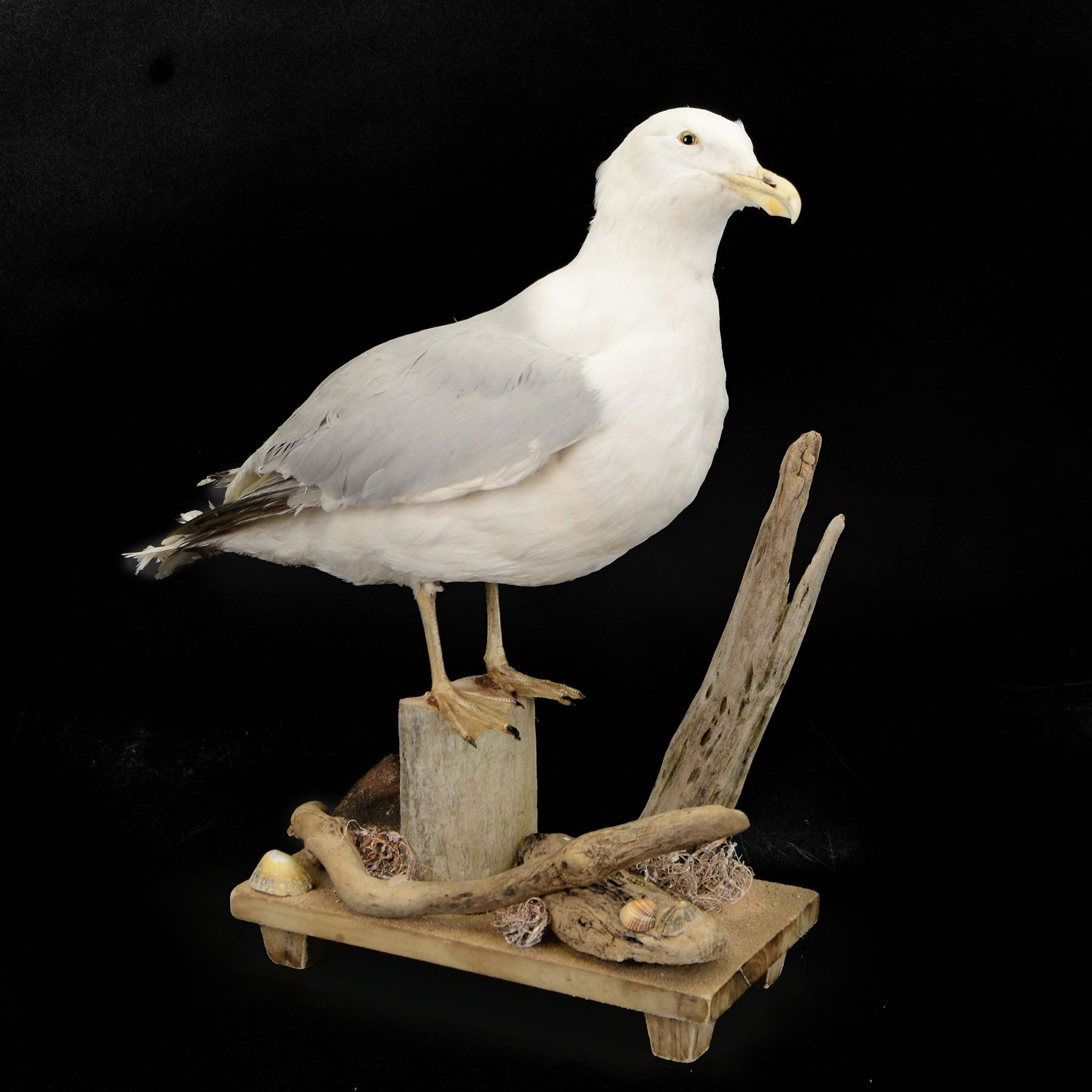 Taxidermy: Herring Gull (Larus argentatus), full adult mount on open display with head turning to the right, stood upon drift wood, H54cm, L46cm