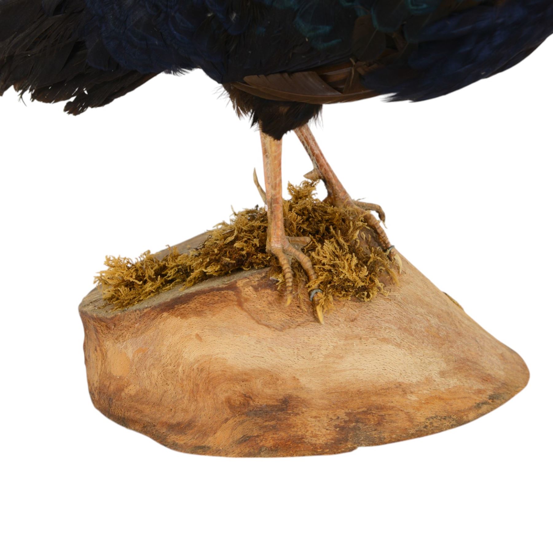 Taxidermy: Melanistic Cock Pheasant (Phasianus colchicus), full male adult mount upon a wooden base, H40cm