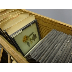  Five wooden boxes containing four hundred and fifty annotated glass slides of sandwich form containing dried botanical specimens arranged in order of species/genus each 8cm square  