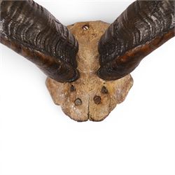 Horns/Antlers; pair of Kudu (Strepsiceros strepsiceros) horns, H95cm