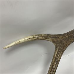 Taxidermy: Red Deer (Cervus elaphus), adult male imperial stag shoulder mount looking straight ahead, eleven point antlers, mounted upon a shaped wooden shield, D65cm