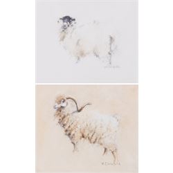 HC Schofield (British 20th Century): Sheep and Ram, two watercolours signed 10cm x 12cm (2)