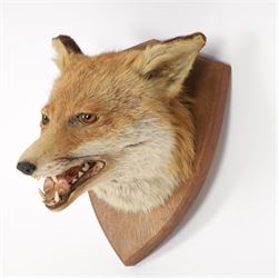 Taxidermy: Red fox mask (Vulpes vulpes), with mouth agape bearing teeth, mounted upon wooden shield