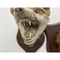 Taxidermy: Red fox masks (vulpes vulpes), the first example an unusual dark coloured adult head looking straight ahead, the second mount turning to the right with mouth agape bearing teeth, both on wooden shields 