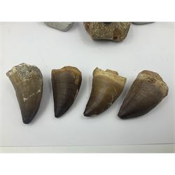 Dragonfly larvae (Libellula doris), together with four Mosasaur teeth, four trilobites (Crotalocephalina gibba) and one other tooth