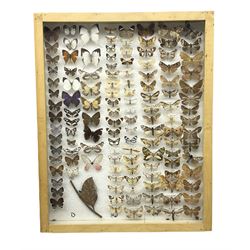Entomology: Glazed entomology collector's drawer display of African and Asian butterflies and moths, a colourful display of one hundred and twenty six assorted specimens, collected from various regions of Africa and Asia, each with attached data labels, H50cm, W40cm