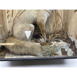 Taxidermy: 19th century cased display Red Fox (Vulpes vulpes), full adult mount in seated position with tail curled in front, in a naturalistic setting, encased within a ebonised single pane display case, H64cm, L58cm
